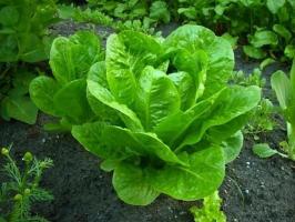Top 5 vegetables that grow in the shade