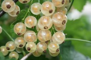 Currant is a delicious 3 main secrets of excellent and a great harvest