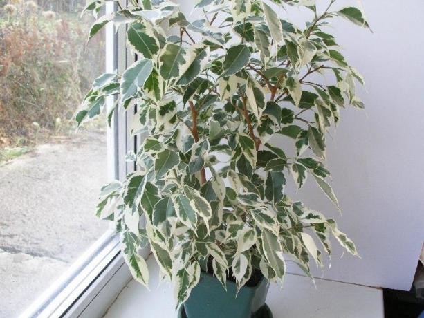Lovely Ficus benjamina. Illustrations of the material taken from the Internet