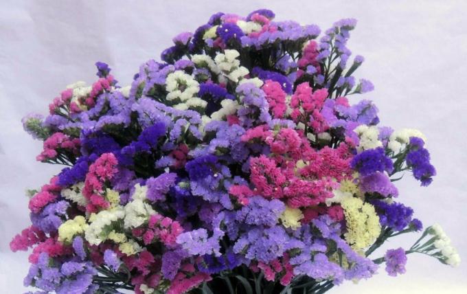 EXAMPLE dry bouquet of Limonium sinuate. Photo: realartist.ru