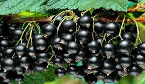 Excellent and affordable means increases the yield of black currant in a few times.