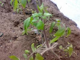 That make for sweet peppers and tomatoes in early June. Prepare a solution of iodine ash