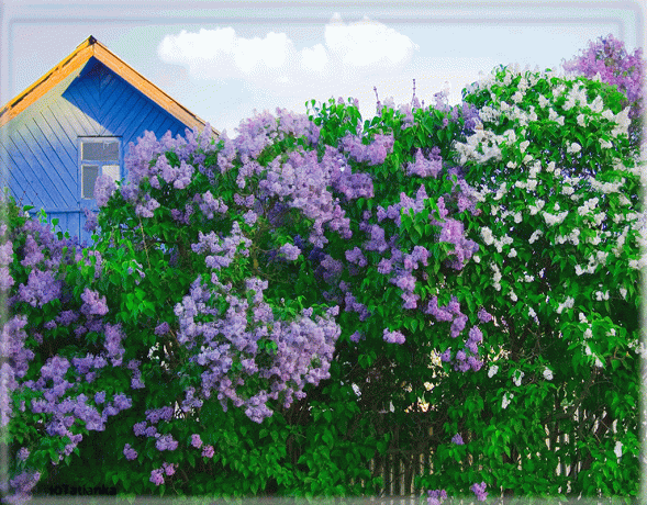 Lilac in the house. Photo: multiurok.ru