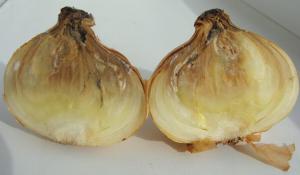 Why rotting onions and garlic in storage? The answers will help save the crop