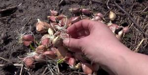 April - time to plant winter garlic for large heads of 300 gr.
