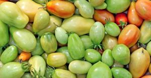 Already in October, but the tomatoes still green? How can accelerate their maturation?