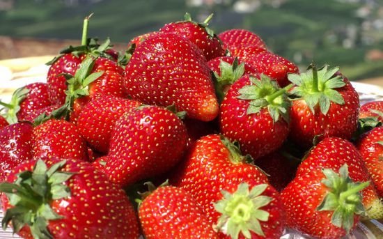 strawberry harvest