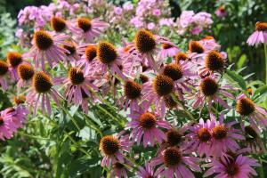 3 reasons to plant echinacea in 2019