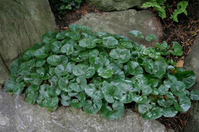 Asarum in the stone corner of the garden. A photo: 