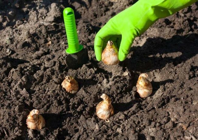 Many bulbs for the garden is preferable to plant in the fall. Photo: rastenievod.com