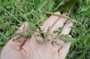 Tomatoes have withered because of the heat, what to do