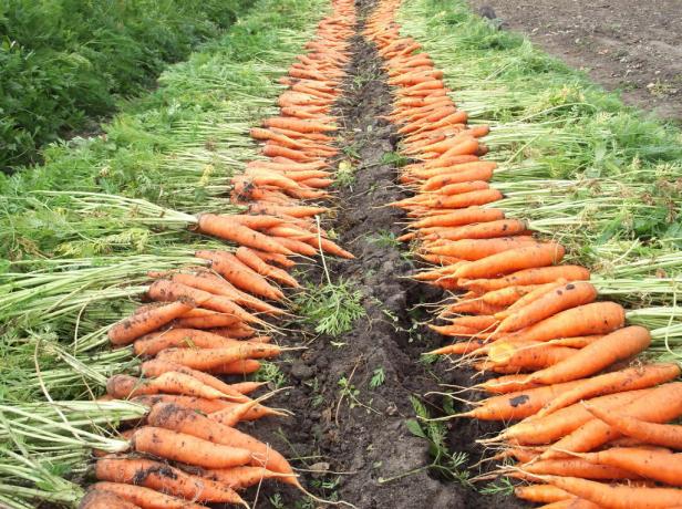Harvested by autumn carrots (isadovod.ru)
