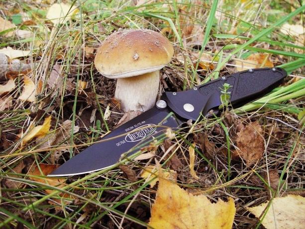 Cut or twist? How to pick mushrooms?