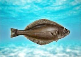 Fish halibut: description, benefits and possible harm to the body