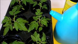 Fertilizing seedlings to produce strong plants just 3 rubles.