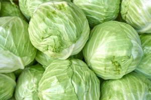 Varieties of cabbage, which are perfectly kept and provide large, dense heads of cabbage