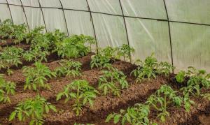How to protect the seedlings in the greenhouse from spring frosts?