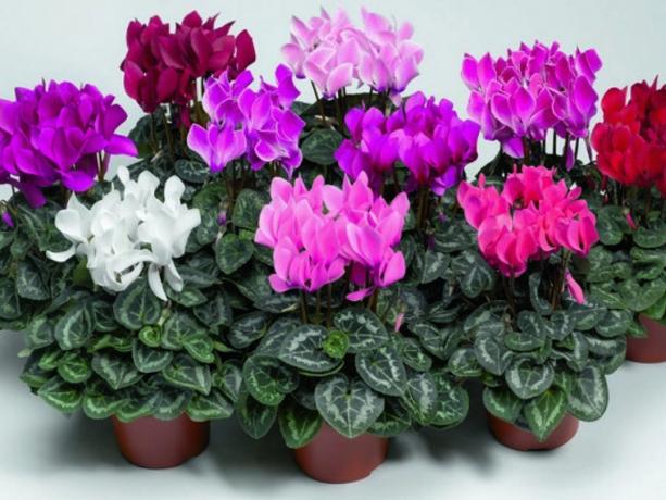 These different cyclamen... (Photo from meduk.net.ua resource)