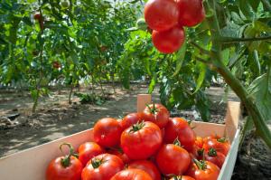 How to grow a rich crop of tomatoes: control leaves
