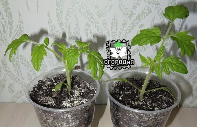 Tomato seedlings 2019