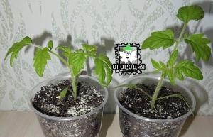 Let's grow early tomatoes together
