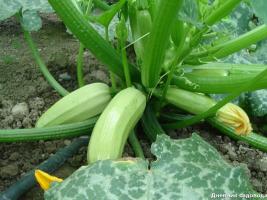 How to get 20 kg. zucchini 1 sq. meter every year