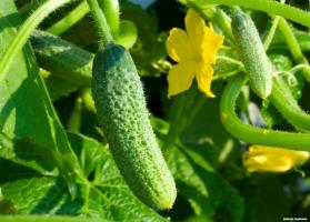 What kind of fertilizer to use for cucumbers during flowering and fruiting