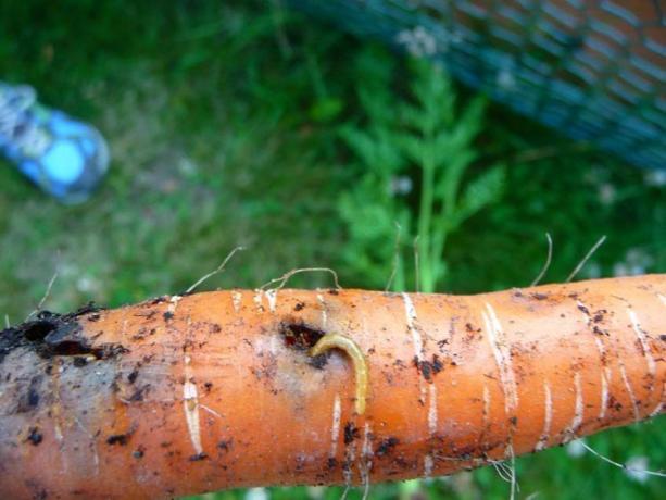 Beetles - beetle larvae, wireworms. Golden worm does not just mechanical damage - deep tunnels, and eats root inside. Typically, the hole more and becomes a "gateway" for the fungi and bacteria, because of which the crop is rotting. There is, you are unlikely to be!