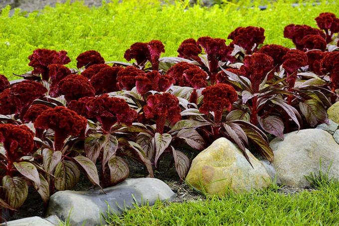 Celosia cristata, sort of "Dracula." A photo: http://semena-sazhency.ru