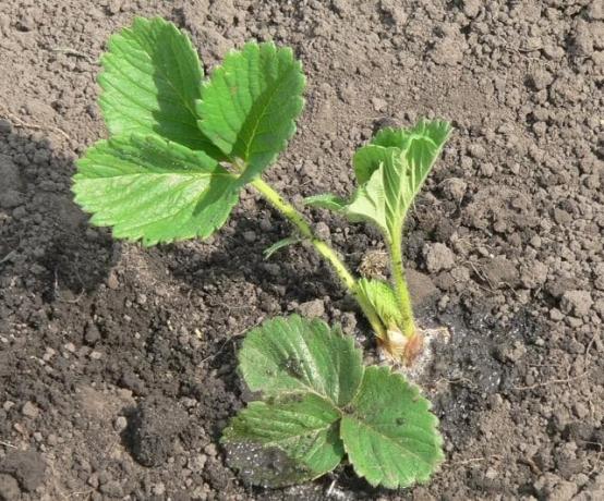 Strawberry seedling (Photo from Internet)