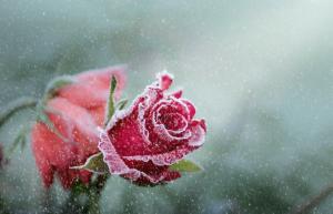 How to prepare roses for winter from A to Z, to avoid missing