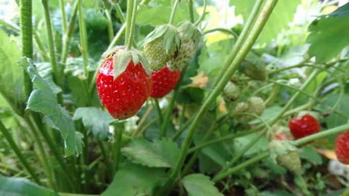 Fruiting strawberry on a bed