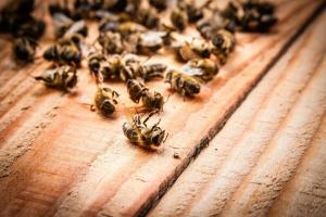 Vanga was right? Why bees are dying en masse?