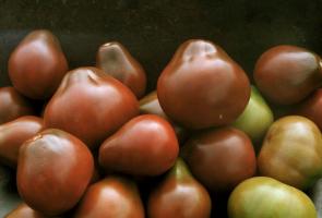 Varieties of tomatoes, which are checked and praise subscribers